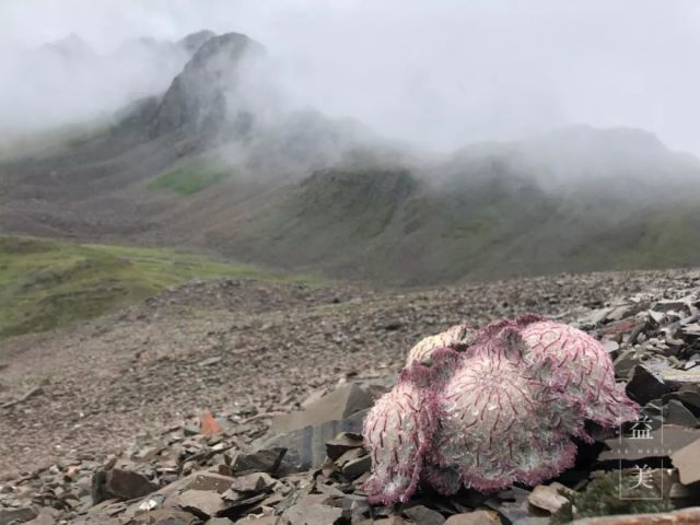 ������ѩ���ӣ��Ѿ�������ҳ���ϴ������ڵ�������������̧���ַŹ����ǰ�