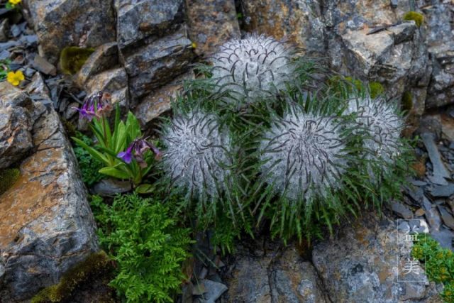 ������ѩ���ӣ��Ѿ�������ҳ���ϴ������ڵ�������������̧���ַŹ����ǰ�