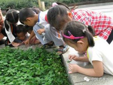 杨振宁:孩子真感兴趣的东西,他会自己找出来