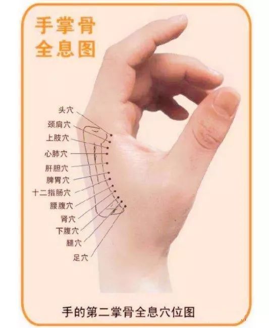 指背的根部轻轻往下推至靠近腕部,就能非常清晰地摸到一根硬硬的骨头