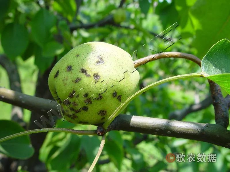 梨轮纹病—发病果实