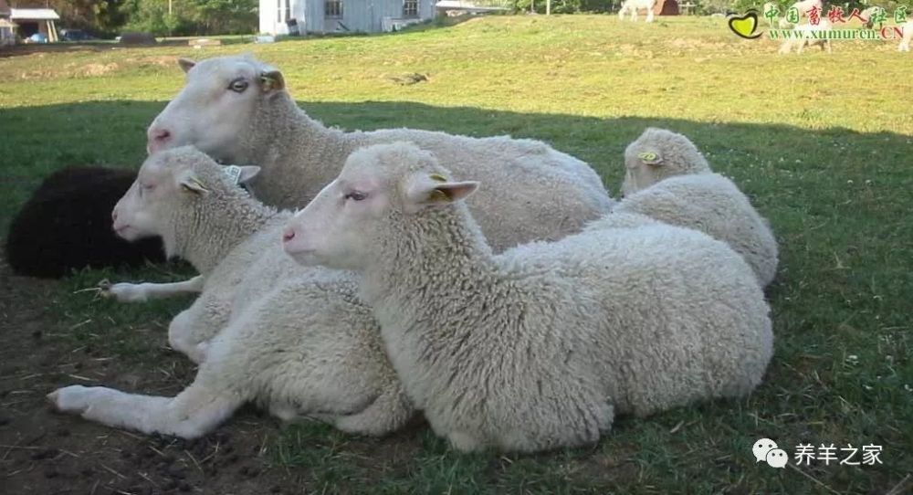 兰德瑞斯羊一胎最高产8只?大约是世界上最能产羔的羊