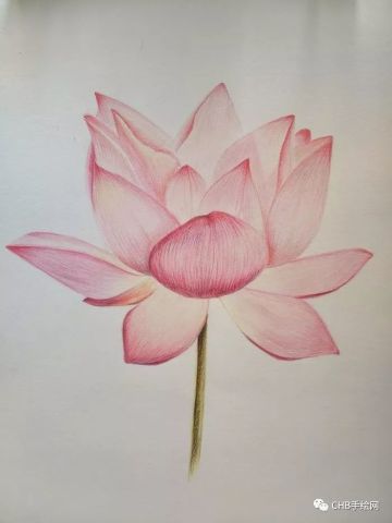 零基础学彩铅第十三课:荷花系列手绘过程分享