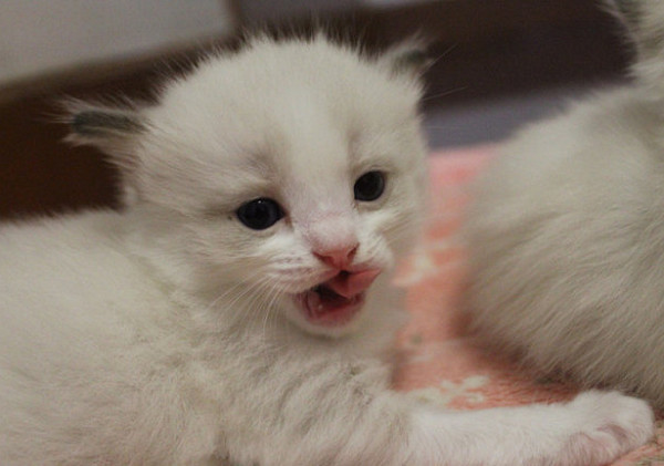 布偶猫生下一堆小奶猫累到生无可恋,主人一看