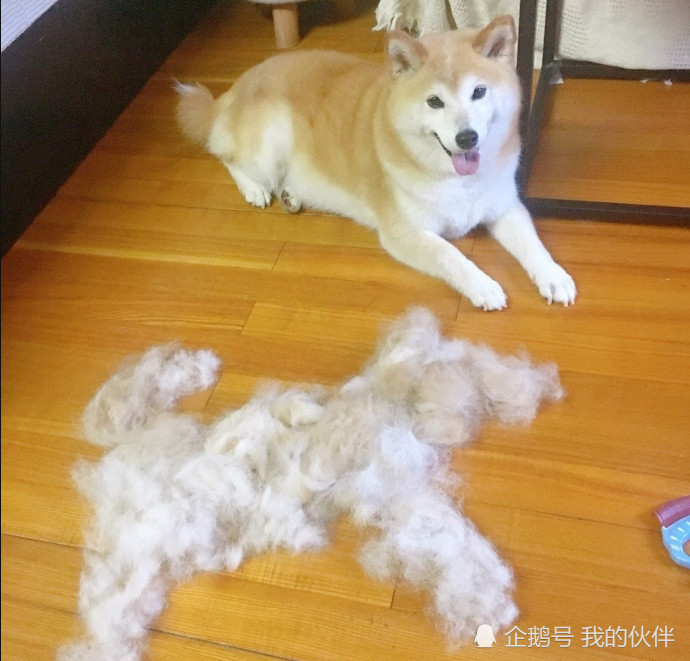 柴犬掉毛拼出一只"狗狗",柴:铲屎的,要不给你织双袜子?