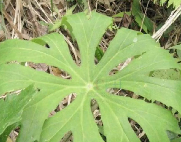 兔子最爱吃的这种野草,路边随处可见,却是一种民间珍贵的草药