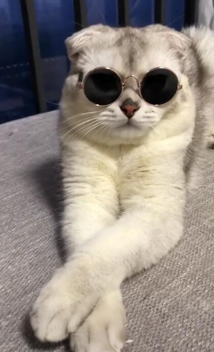 猫咪挑战戴眼镜,失败无数次,最后一次终于成精了