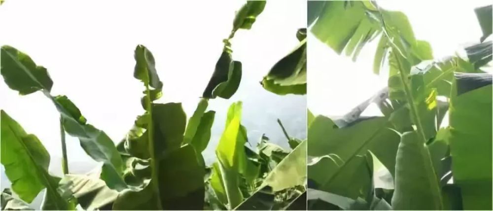 香蕉缺素10大症状,氮,磷,钾,锰,铁姿态各异