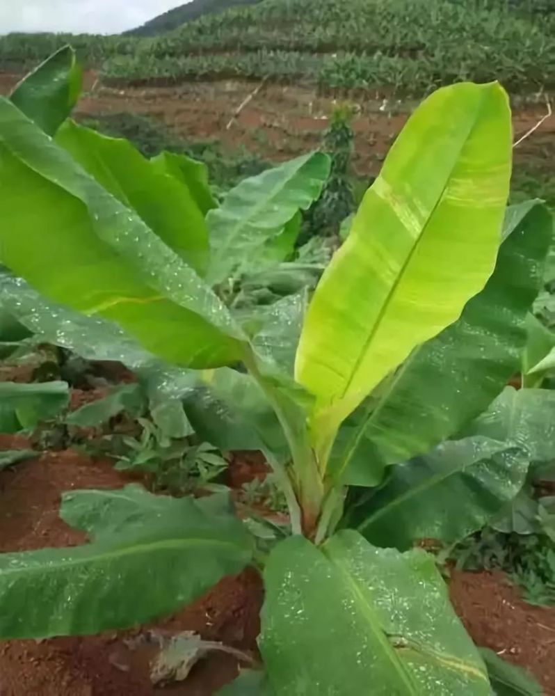 香蕉缺素10大症状,氮,磷,钾,锰,铁姿态各异