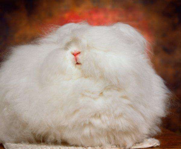 荷兰侏儒兔是体型最小的兔子之一,别名迷你兔
