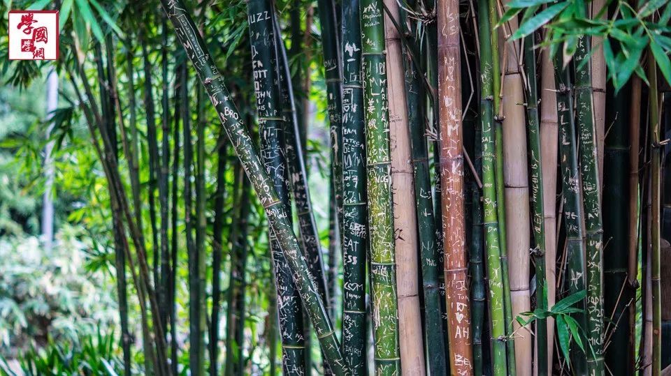 荷风送香气,竹露滴清响:最美竹子诗句,拿走不谢