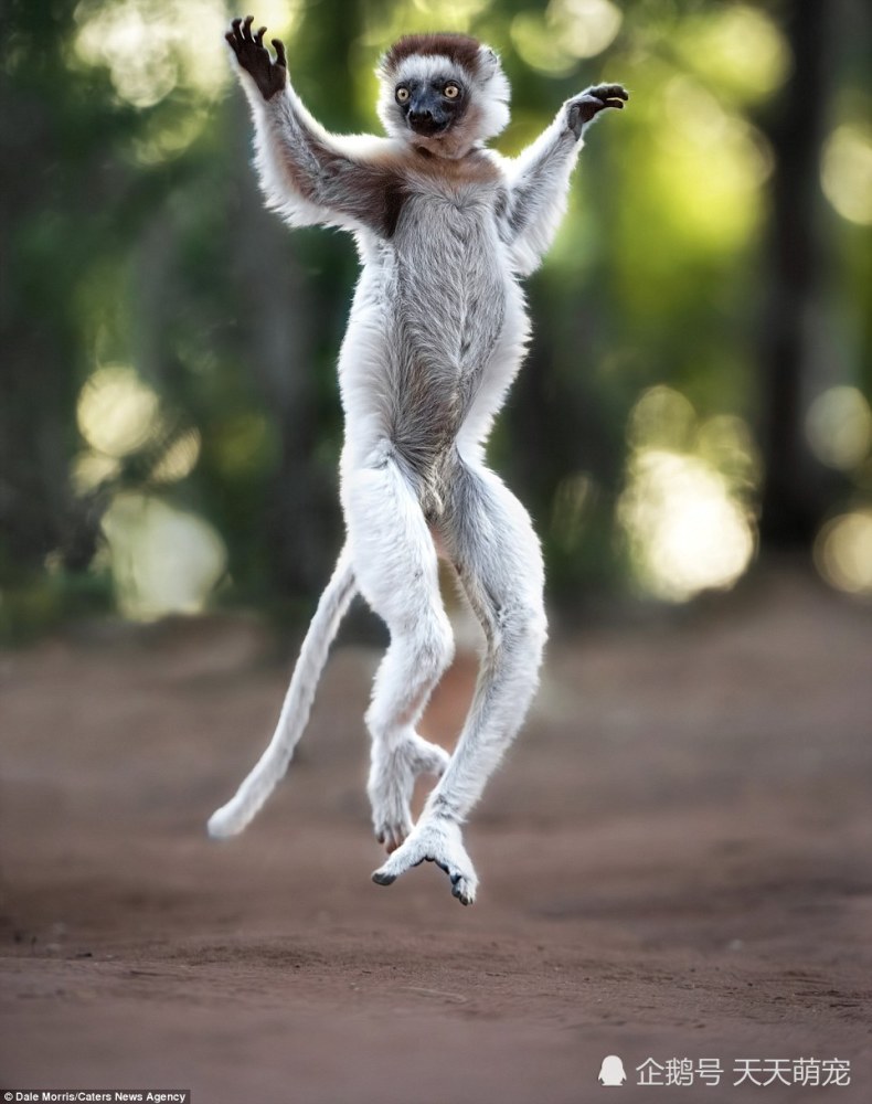 马达加斯加狐猴一言不合就尬舞,还一个比一个奔放