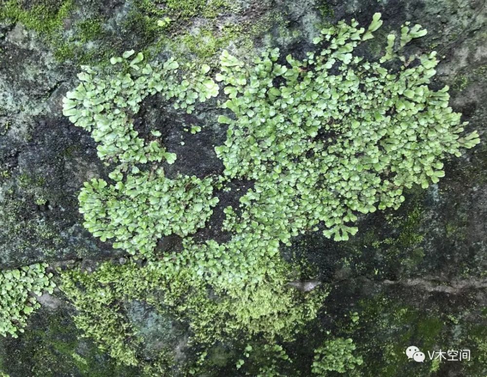 身边的苔藓植物——地钱