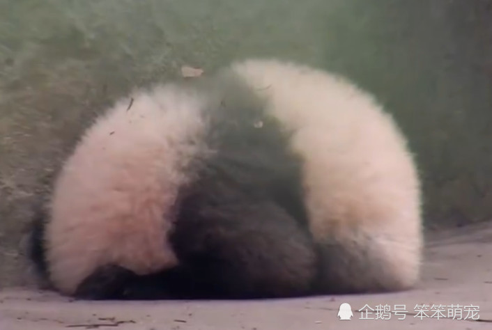 熊猫宝宝受委屈蜷缩墙角生闷气,看到它生气的姿势游客