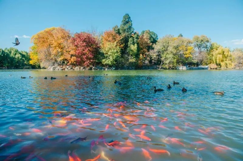 5个A+!首次专业学位水平评估结果公布,北大位