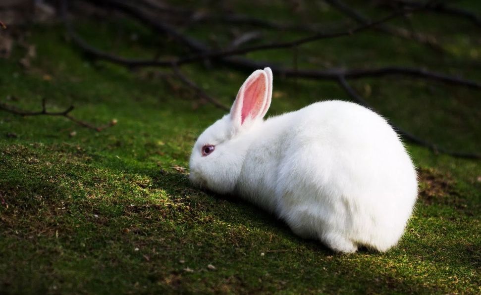 每日一宠 | 小白兔,白又白,这种兔子两只耳朵垂下来