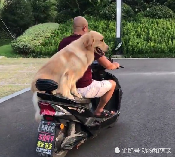 大爷骑车载着金毛犬兜风,狗狗开心到飞起