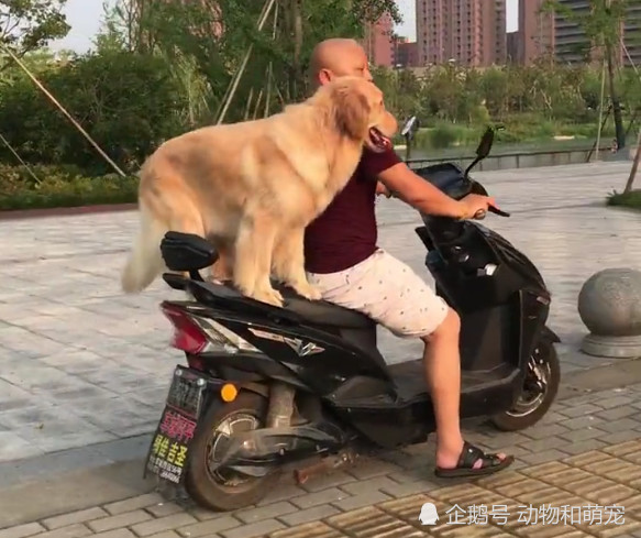 大爷骑车载着金毛犬兜风,狗狗开心到飞起