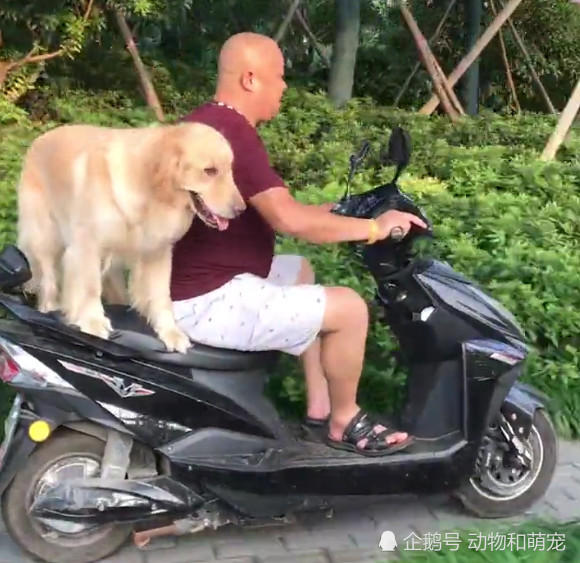 大爷骑车载着金毛犬兜风,狗狗开心到飞起