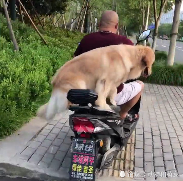 大爷骑车载着金毛犬兜风,狗狗开心到飞起