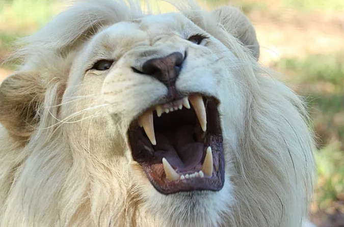 1.狮子的牙齿.
