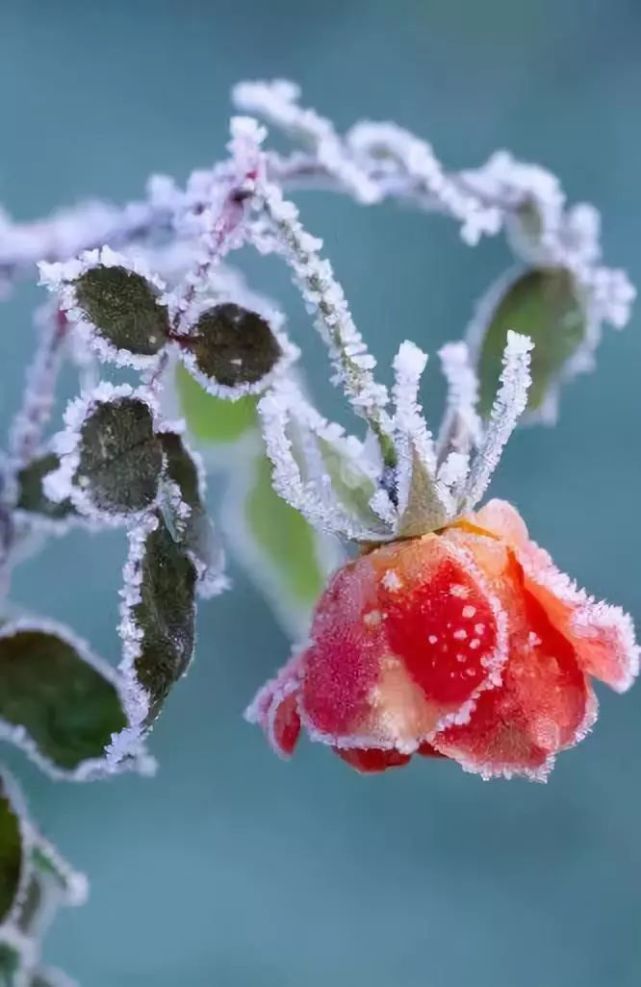 难得一见的雪中花,美到心醉!