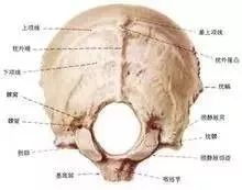 后脑勺的机关——头痛头晕治疗点