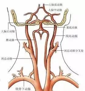 当椎基底动脉和颈动脉供血不足时,常会出现眩晕等症状,因此处理枕骨大