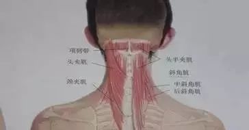因颈伸肌与枕骨下肌的持续性紧张,颅骨上的肌肉附着点趋于增厚和纤维