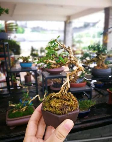 微型黄杨盆景好看不好养