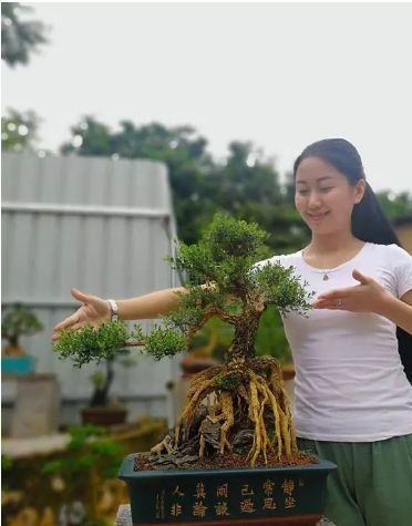 珍珠黄杨养成不易请评点