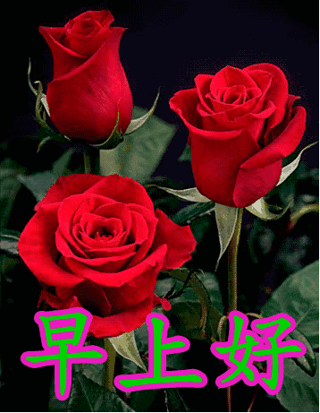 2020最新早上好图片带字和鲜花 早上好问候语带鲜花