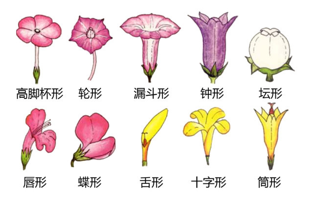 花 子房