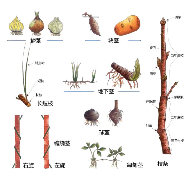 超全的植物形态术语系列图片,果断收藏