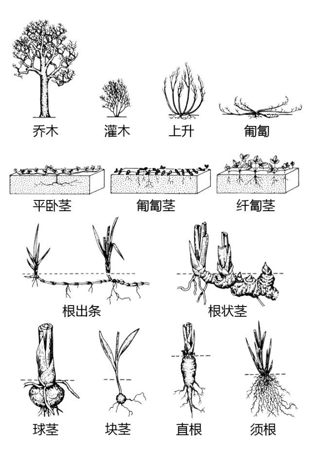 单双子叶区别 根的类型 花的变化 兰科 树木 免责声明:本文来自腾讯