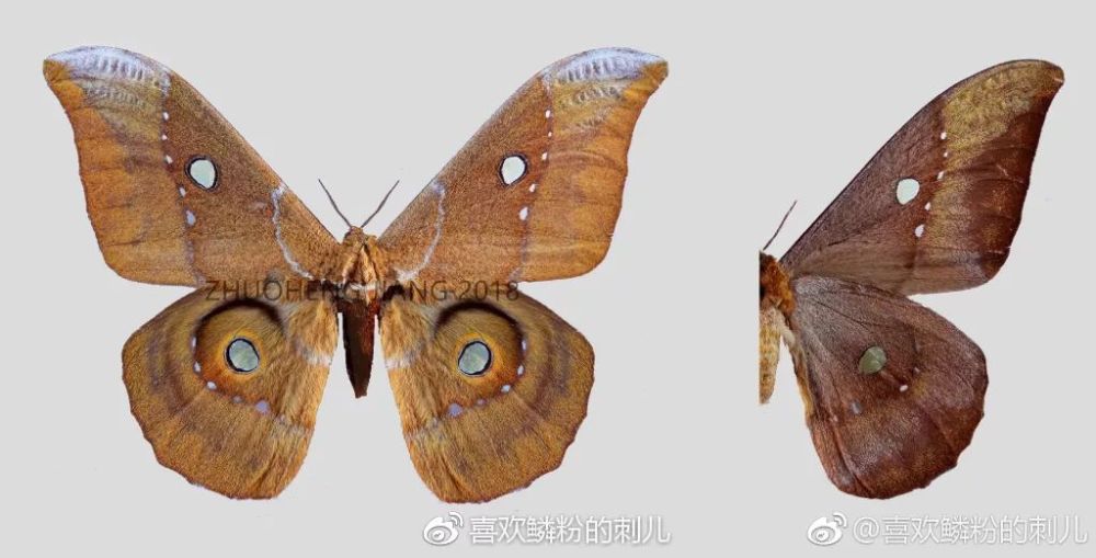 被称为【蛊】的大扑棱蛾子