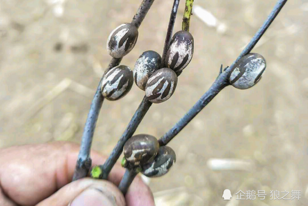 可怕的美味"洋辣子" ,30年前就很少,现在一斤300块