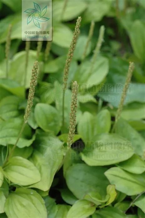 车前科草本植物 莲座叶,穗状花序 清热解毒老牌药用植物 图片来源于