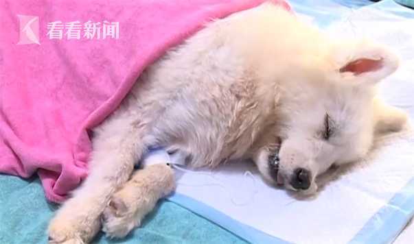 3岁银狐犬被主人虐打 邻居报警爱狗人士堵上门