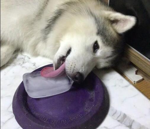 舔狗攻略短剧，如何巧妙地赢得心仪之人的青睐，巧施舔狗攻略，心仪之人青睐秘诀