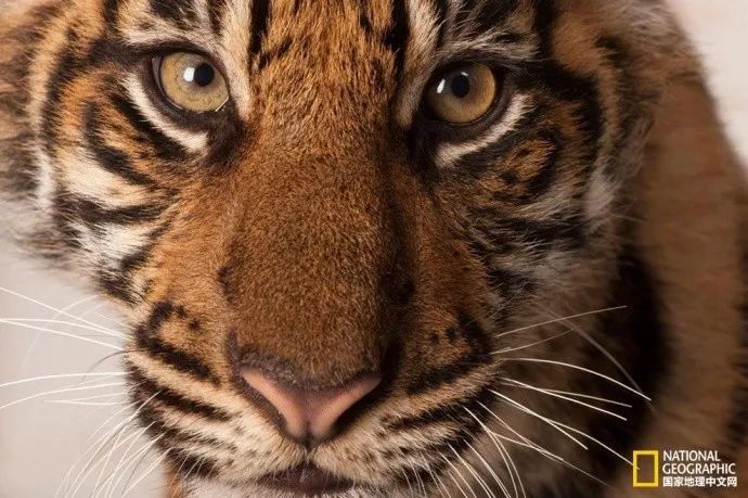 tigris corbetti,曾分布于云南)和里海虎(panthera tigris virgata,又