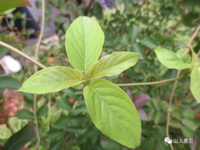 鸡屎藤——乡间小道缠青藤,脾胃良药待君寻