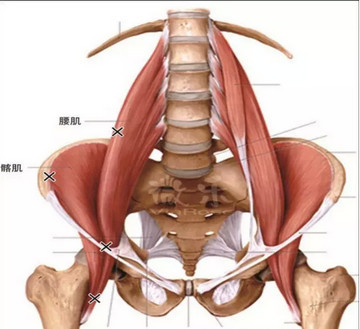 也正因为前深链含有大量耐力型的慢肌纤维,其重要功能是提供核心结构