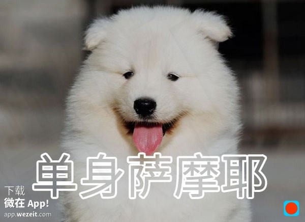 好心塞 | 11种单身狗的分类 快来看看你是哪一