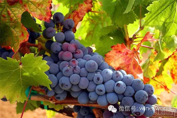 从A到Z解读西班牙葡萄酒