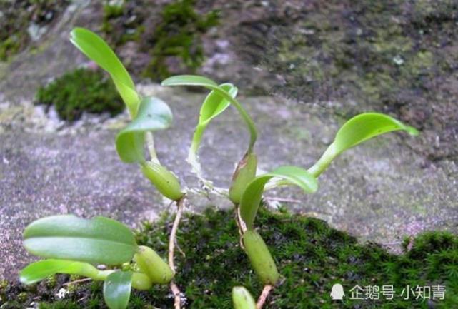 这生命顽强的石上虾常被误认为石橄榄十分珍贵一斤卖上百元