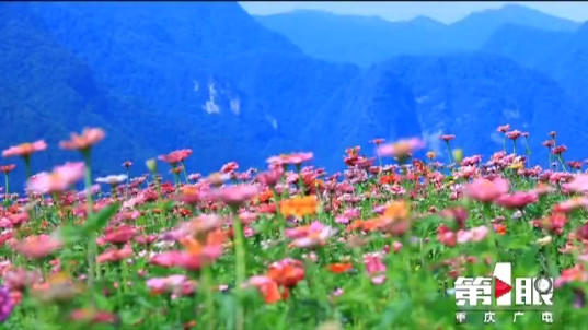 美美美！高山花海惹人醉