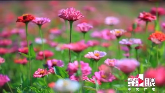 美美美！高山花海惹人醉