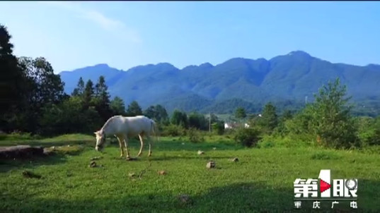 美美美！高山花海惹人醉