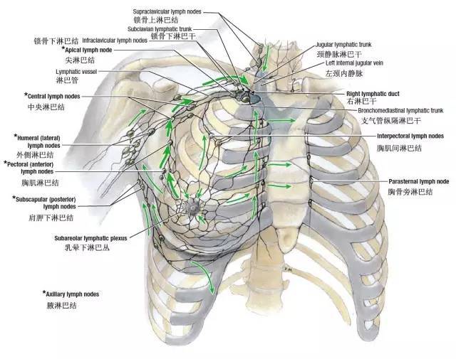 解剖每日学乳腺周围淋巴结解剖分区